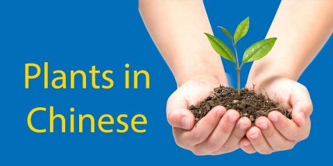 Plants in Chinese