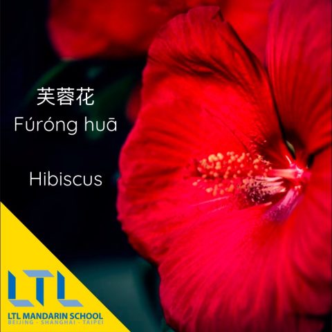 Plants in Chinese: Hibiscus 芙蓉花