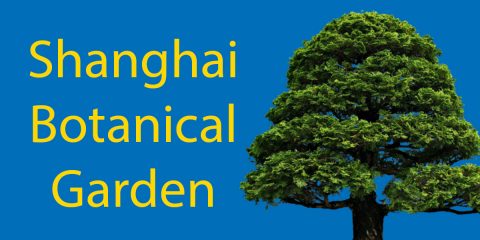 The Gardens of Shanghai 🌳 Shanghai Botanical Garden (上海植物园) Thumbnail