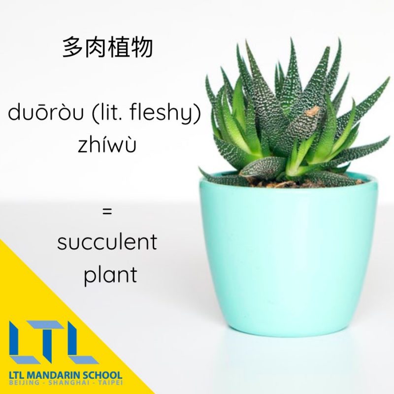 Mandarin name for succulent plant