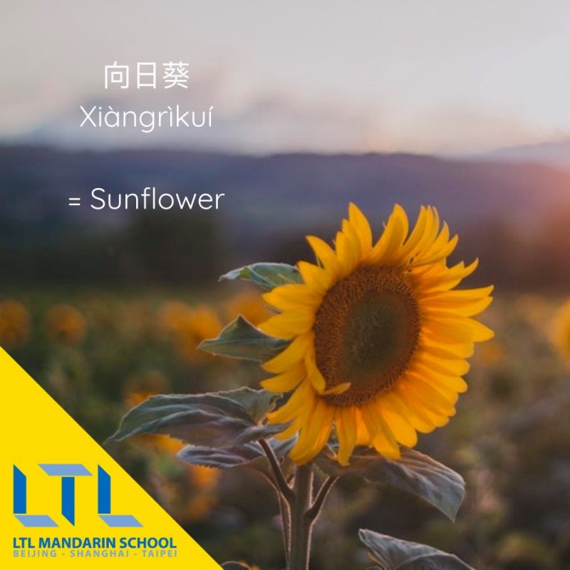 Learn Mandarin names for flowers: Sunflower