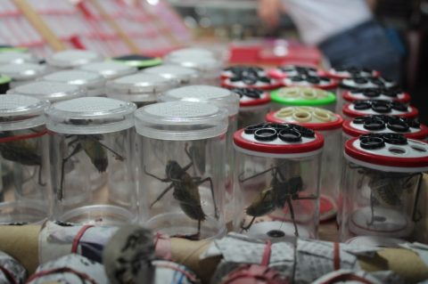 flower and bird market in shanghai_crickets