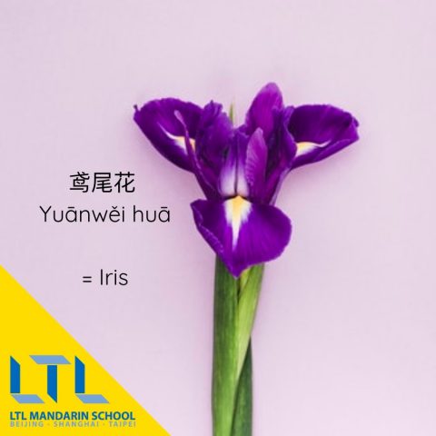 Flower in Chinese: Iris 鸢尾花