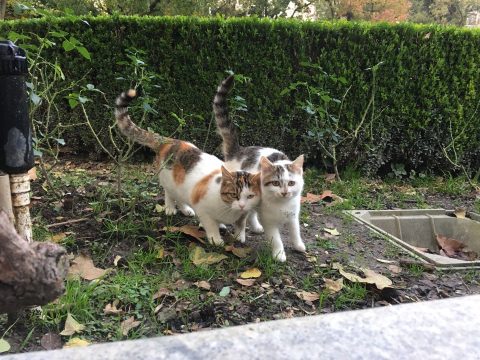 Fuxing Park Stray Cats