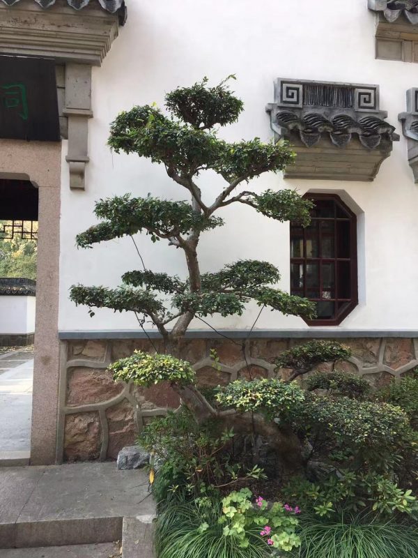 Garden Temple- jardin botanique de shanghai