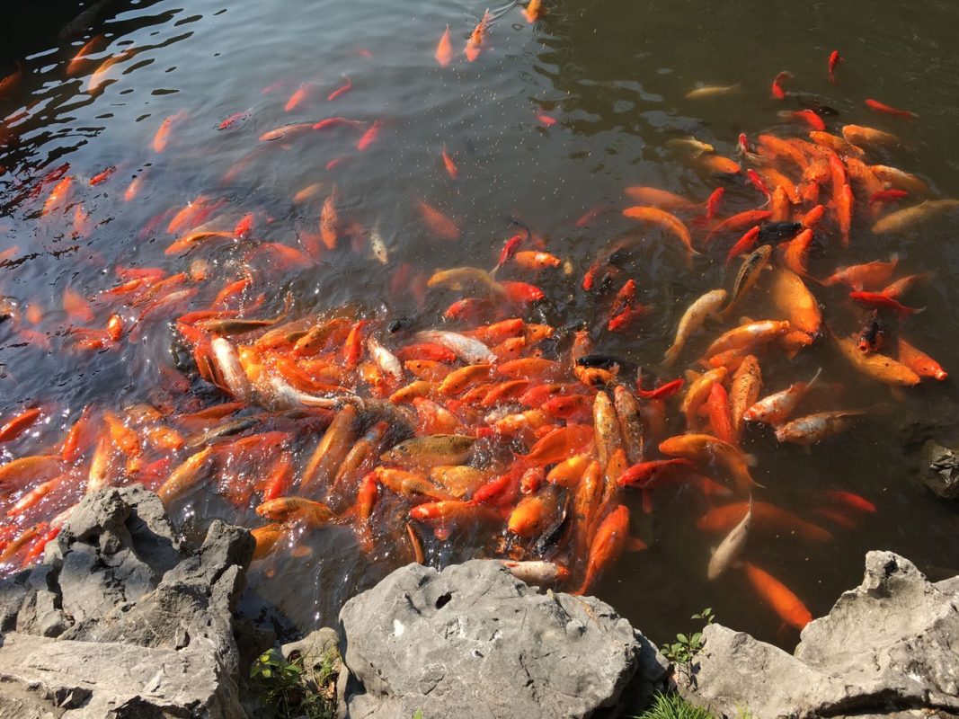 Yu Garden - The ponds are swarming with koi!