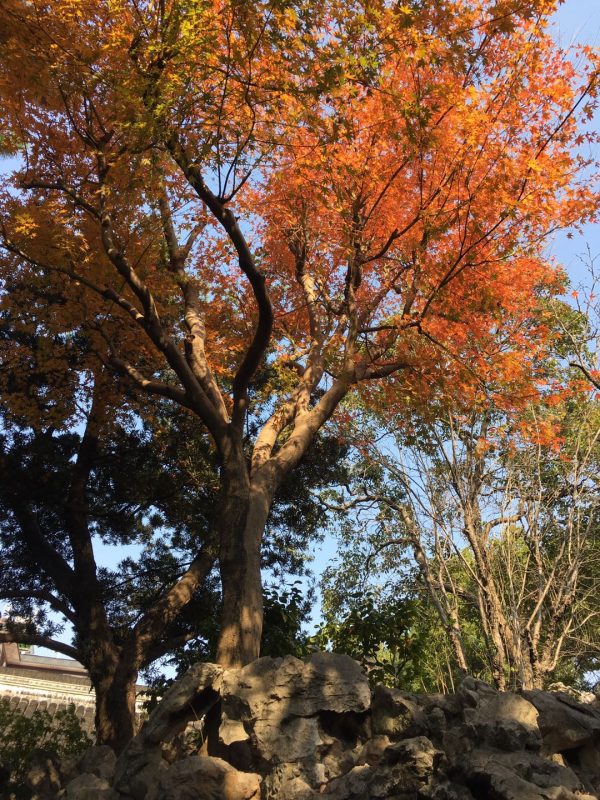 Yu Garden - Fall colors